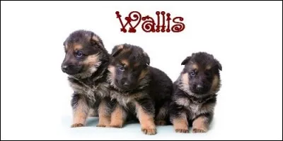 Que signifie le prénom Wallis ?