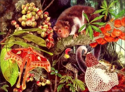 Divers insectes dans une toile ultra-colore, peint par un artiste australien, qui est ?