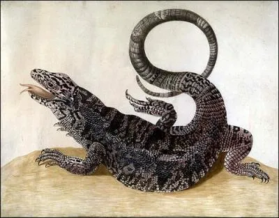 Ce lzard du Surinam, qui a presque l'air anim, a t peint galement par un peintre animalier ?