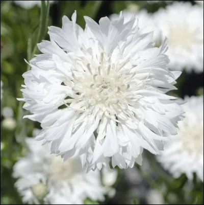 Quelle autre expression a la même signification que « Un peu ! Mon neveu ! » ?