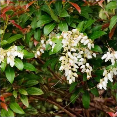 Quel verbe va avec "haro sur le baudet" ?