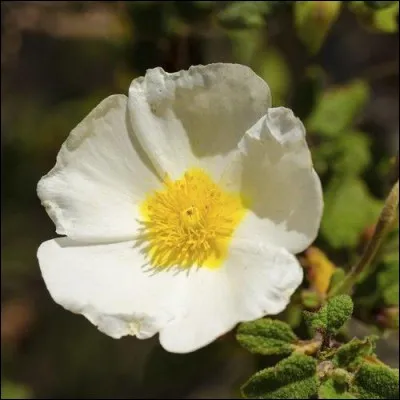 Si vous vendez en proposant au plus offrant, vous allez :