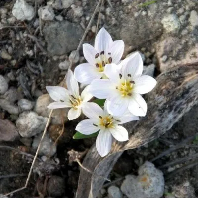 Que dirait Clément Marot en 1531, dans une situation de confort pour faire bonne chère ?