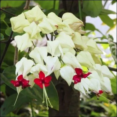 « Se faire du mouron » ou se faire du souci trouve son origine dans :