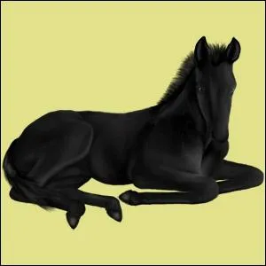 A quel ge un poulain devient-il adulte ?