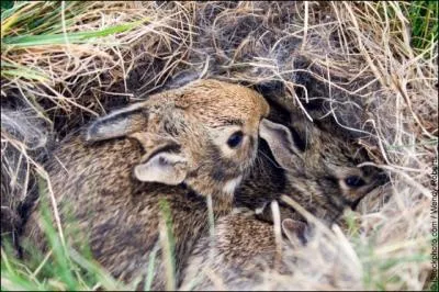 Ils ne vivent pas dans des terriers !