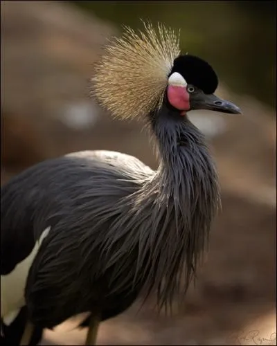 D'un port royal, elle peut tre couronne !