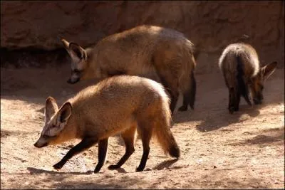 Les deux animaux que je vous prsente mangent tous deux des insectes, mais celui de la photo est !