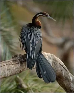 Il ressemble au cormoran et vit dans les rgions chaudes de L'Amrique !