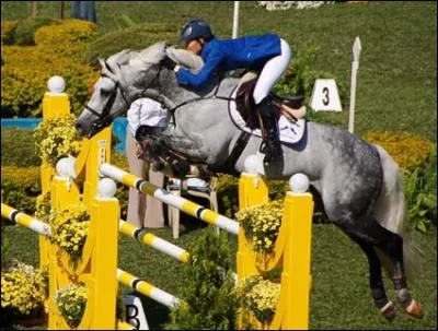 On dirait un poney avec sa petite bouille. Mais non, c'est bien un cheval mont par Judy-Ann Melchior. Le gris fait preuve d'aisance sur les barres. Ce cheval d'1m66 est :