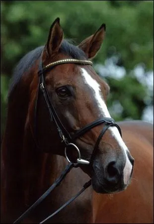 Ancien cheval de saut, il est maintenant l'un des chevaux  avoir le plus sailli au monde avec 1 771 poulains. Pre de Rochet M, Papillon Rouge ou Dollar du Mrier, ce cheval est :