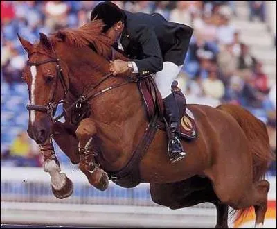N en 1989, cet talon alezan a fait vibrer le public dans les concours de saut d'obstacles. Il est le fils de Galoubet A et de Msange du Rouet. Il est mont par Rodrigo Pessoa. C'est :