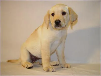 Comment s'appelle cette race ?