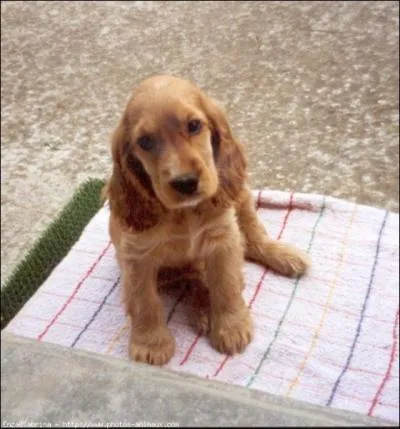 Comment s'appelle cette race ?