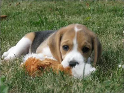 Comment s'appelle cette race ?