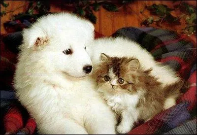 Un chat peut être plus gros qu'un chien !