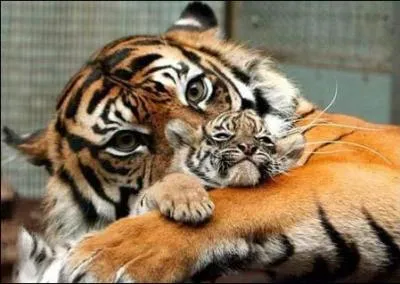 Un bb tigre,  la naissance, pse moins de 500 grammes !