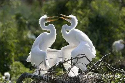 Au sicle dernier, certaines dames utilisaient ses plumes !