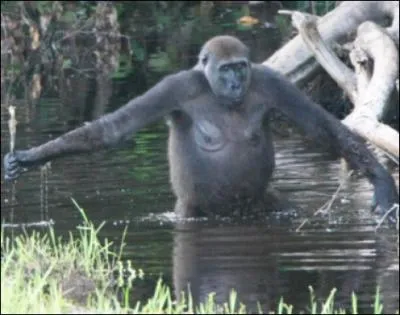 Dans le film 'Gorilles dans la brume', Sigourney Weaver tient le rle de Jane Goodall, qui fut assassine en tentant de protger les gorilles de montagne !