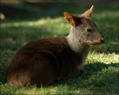 C'est le plus petit cervid du monde !