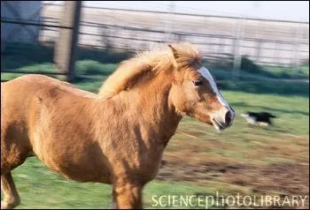 Elle n'a pas marqu l'histoire par ses exploits sportifs ni par sa carrire de reproductrice ni mme par ses prouesses en dressage. Toutefois, c'est le premier cheval clon au monde. Elle s'appelle :