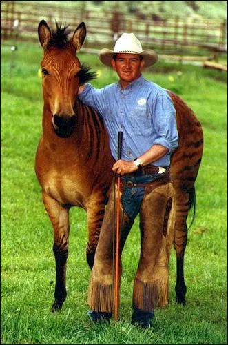 Ce n'est pas un cheval ni un zbre, mais plutt un peu des deux. Elle est monte sans bride, sait jouer au foot et son dresseur n'est autre que Andy Booth. Ce zorse s'appelle :