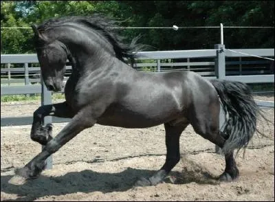 C'est un soir d'octobre que ce magnifique frison meurt de colique. Ce frison s'appelait :