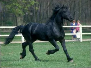 Seuls les abonns  'cheval magazine' connaissent ce magnifique frison dcd le 26 janvier 2010  cause d'une crise cardiaque. Comment s'appelait cette figure de cheval magazine ?