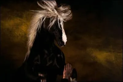 Ce trait alezan brul aux crins lavs est le complice d'Arnaud Gillette avec lequel il excute les figures les plus dures en dressage. Il s'est dvoil aux quatre coins du monde. Ce trait s'appelle :