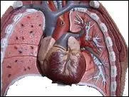 Comment s'appelle la cavit entre les poumons o se trouvent le coeur et divers autres organes ( oesophage, bronches, aorte... ) ?