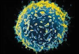 Quel organe thoracique joue un rle essentiel dans le systme immunitaire en assurant la maturation des lymphocytes T ?