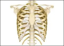 Comment s'appellent les 2 dernires paires de ctes qui ne sont rattaches qu' la colonne vertbrale ?