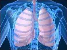 Comment s'appelle la membrane de la cage thoracique qui protge et entoure le poumon ?