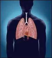 Le poumon droit et le poumon gauche sont de la mme taille . Vrai ou faux ?