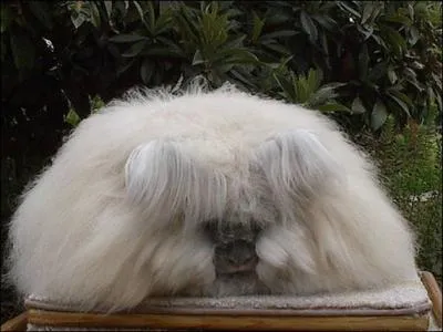 On peut voir cette crature imaginaire dans la srie 'Terra Nova' !