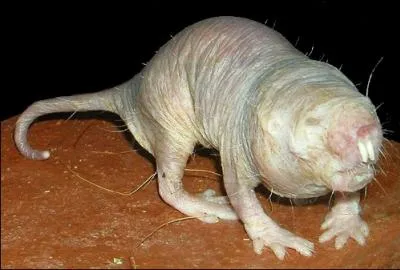 Cette crature n'a jamais figure dans un film de science-fiction, c'est un animal bien rel !