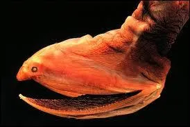 Celui-ci est un vritable poisson des profondeurs !