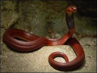 Ce cobra imaginaire, d'une couleur inhabituelle, est visible dans le film 'Conan le barbare', il est compltement factice !