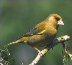 Connaissez-vous ce bel oiseau ?