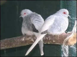 Comment s'appelle la plus petite des colombes au monde, mesurant 19 cm dont 10 cm de queue ?