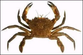 De quelle couleur sont les yeux de l'trille ?