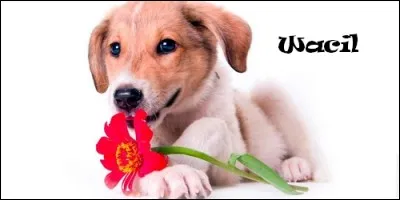 Que signifie Wacil, prénom d'origine arabe ?