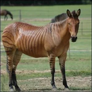 Quelle est la race de ce cheval ?