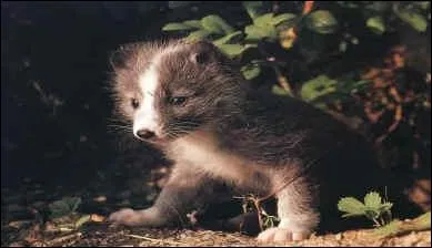 Ce chiot n'a pas plus d'un mois !