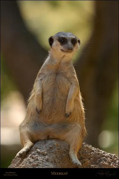 C'est une future maman, et c'est un ...