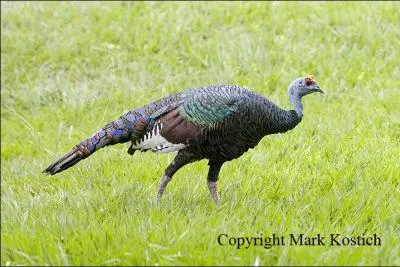 Admirez ce magnifique faisan !