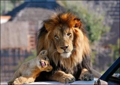 La lionne peut avoir une crinire !