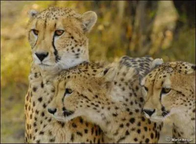 Vous connaissez ces flins, ce sont des ...