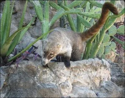Vous connaissez cet animal, c'est le blaireau !