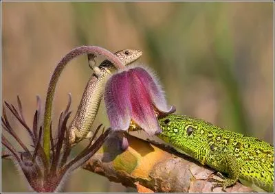 Que voyez-vous sur la photo ?